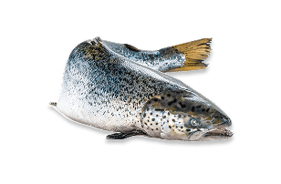 Sustainably sourced seafood