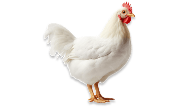 Hormone-free chicken