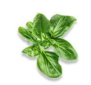 Basil